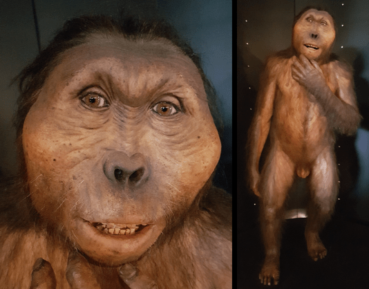 Paranthropus boisei (MEH)