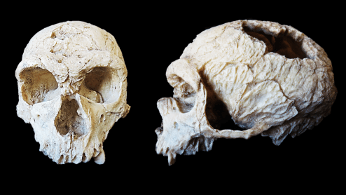 Neandertal La Chapelle-aux-Saints