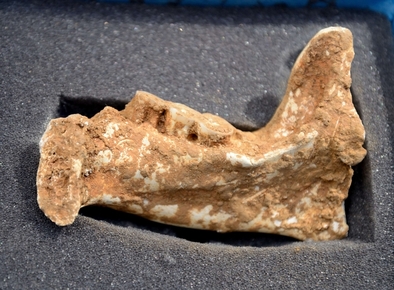 Mandible Sima de los Huesos