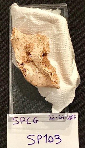 Sima de las Palomas. Mandíbula