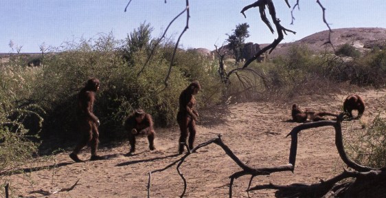 Paranthropus group