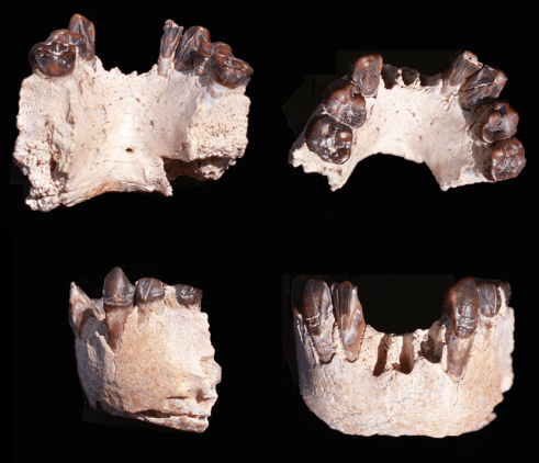 Australopithecus bahrelgazali