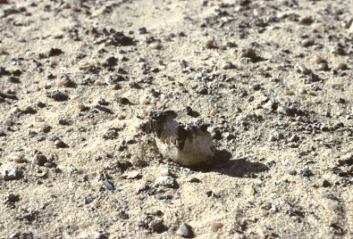 Australopithecus bahrelgazali in situ