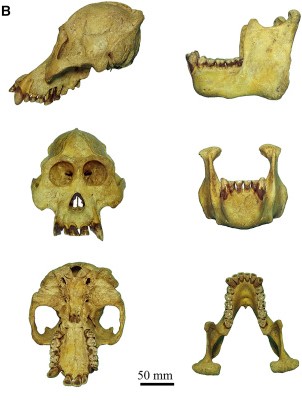 Holotipo Pongo tapanuliensis