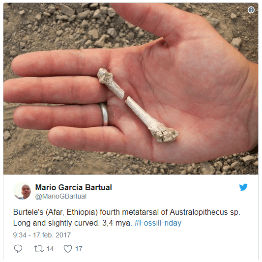 The Top 10 hominin FossilFriday tweets of 2017 Nutcracker Man