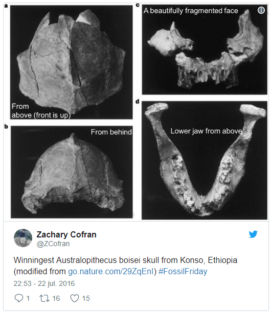 Hominin #FossilFriday