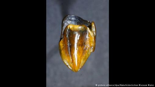 9.7 Ma tooth from Eppelsheim