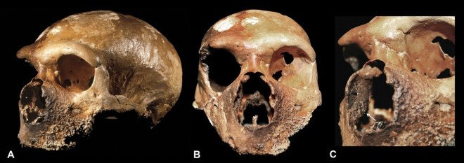 Guattari-1 neandertal (Monte Circeo)