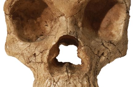 Nariz Gibraltar-1 neandertal