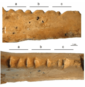 Decorated raven bone from Zaskalnaya VI