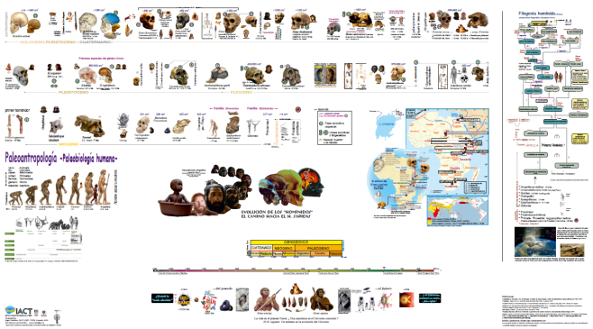 Póster Paleoantropología