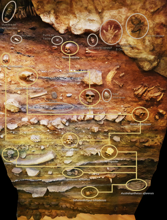 Panel didáctico evolución humana