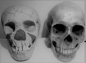Cráneos Teshik-Tash neandertal infantil y humano moderno adulto
