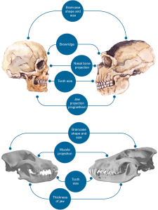 cráneos humano, neandertal, perro, lobo