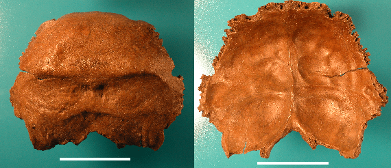 Salzgitter neandertal