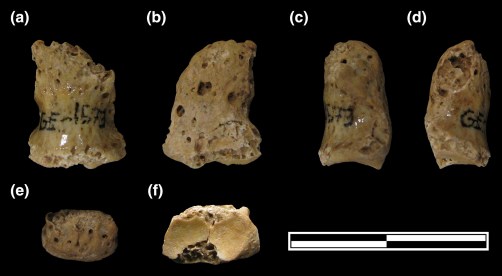 Falange pie Atapuerca