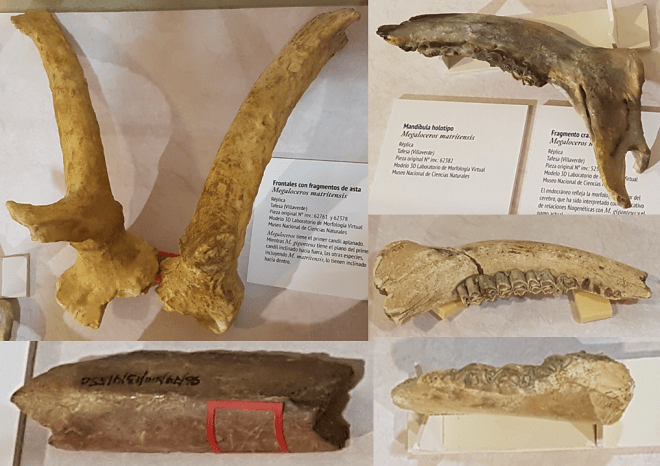 Megaloceros matritensis