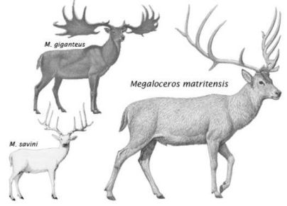 Megaloceros