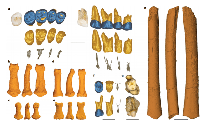 Homo luzonensis fossils