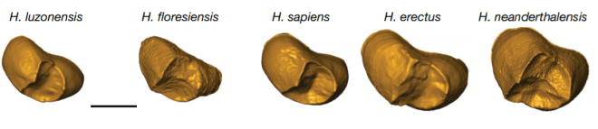 Teeth Homo luzonensis