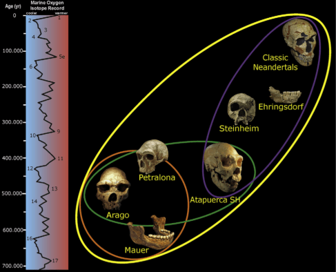 Pleistoceno Medio Europeo