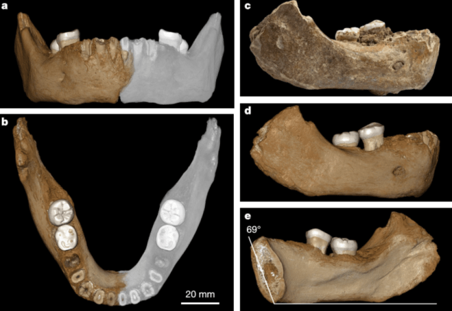 Xiahe Denisovan mandible