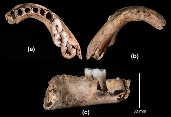 La mandíbula infantil de El&nbsp;Castillo