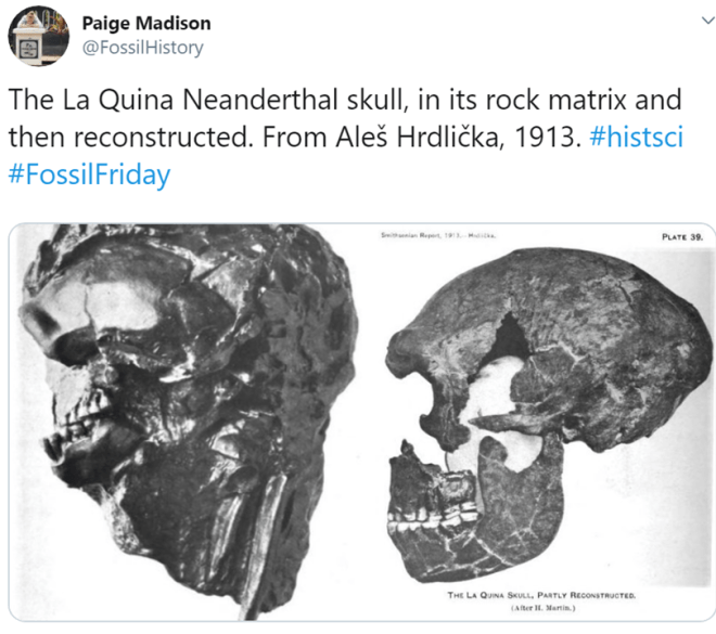 The Top 10 hominin FossilFriday tweets of 2019 Nutcracker Man