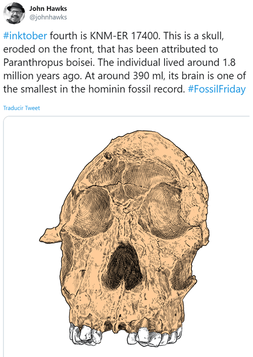 The Top 10 hominin FossilFriday tweets of 2019 Nutcracker Man