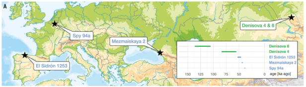 Por fin, el cromosoma Y de los neandertales, pero con más preguntas que&nbsp;respuestas