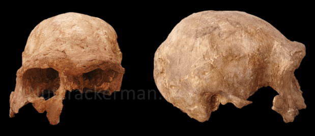 Buscadores de fósiles, ER 3883 y la variabilidad en Homo&nbsp;ergaster