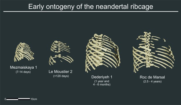 La forma ancha del tórax neandertal: implicaciones&nbsp;evolutivas