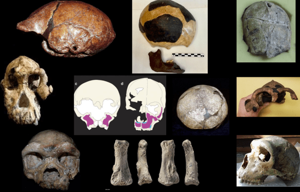 The Top 10 hominin #FossilFriday tweets of&nbsp;2020