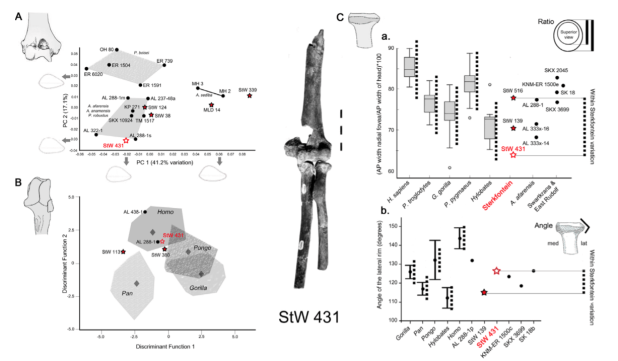 Procedencia, morfología y la navaja de Ockham: buscando una especie para el esqueleto StW&nbsp;431