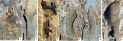 Huellas de homininos en Matalascañas