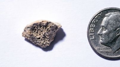 Hueso de perro de Lawyer's Cave