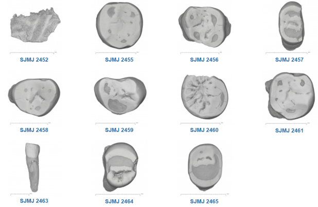 Híbridos humanos: una nueva posibilidad en La Cotte de St&nbsp;Brelade