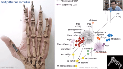 Mano de Ardipithecus ramidus