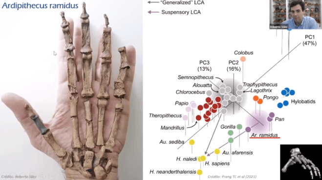 Mano de Ardipithecus ramidus