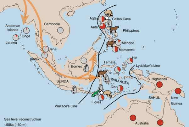 Map of hominin occupation and megafauna survival in ISEA at the time of modern human arrival