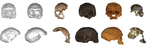 Searching for the roots of our lineage: 6 African skulls from the Late Middle&nbsp;Pleistocene
