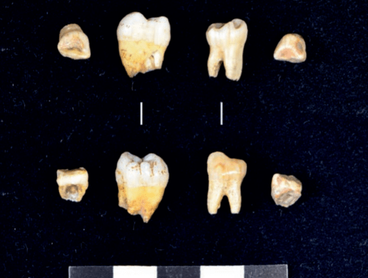 Dientes humanos de Covalejos 