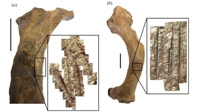 Marcas de corte en huesos de fauna del Arroyo del Vizcaíno (Uruguay)