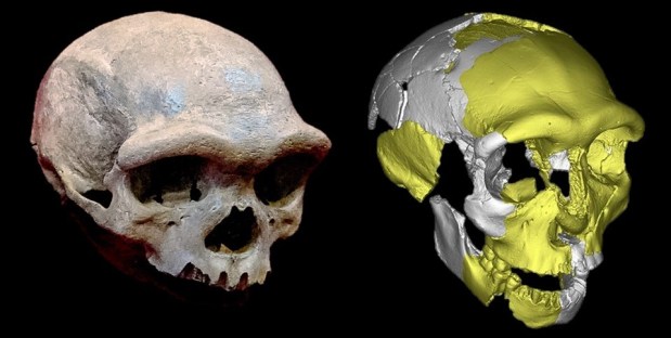 Un nuevo grupo hermano del linaje sapiens: sobre los cráneos de Hualongdong y&nbsp;Harbin