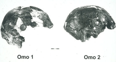 Los dos cráneos de Omo