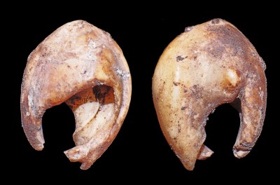 Conchas perforadas de Bizmoune