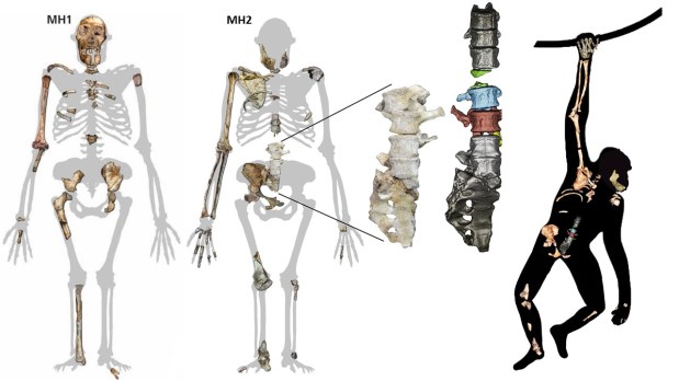 Issa, el Australopithecus sediba bípedo y&nbsp;trepador