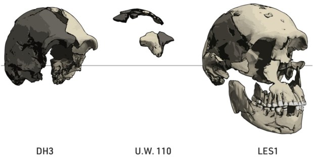 Leti: el primer cráneo infantil de Homo&nbsp;naledi