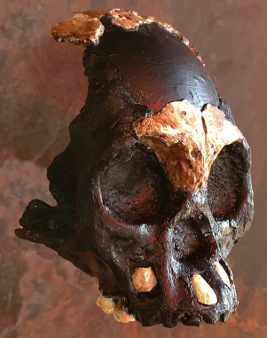 Homo naledi Leti skull