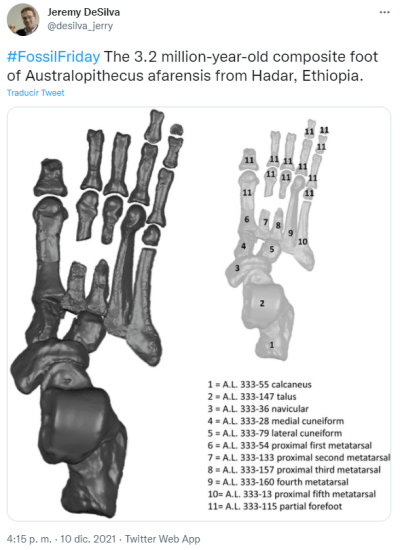 Australopithecus afarensis foot